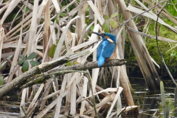 Kingfishers are still digging the nest hole